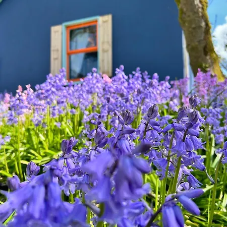 Blueberry Tiny بيت للعطل *