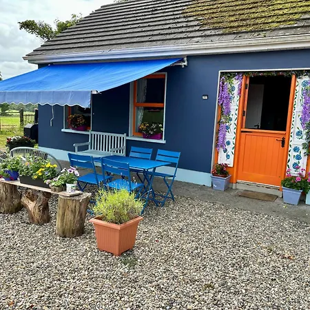 Blueberry Tiny * Kilmurry McMahon